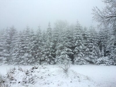 Frost tree white photo