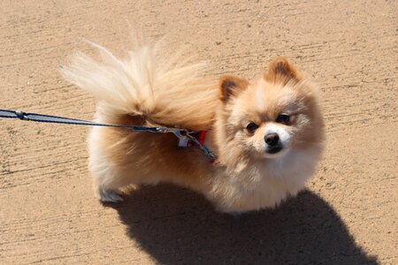 Pet dogs ppome the most beautiful dog in the world