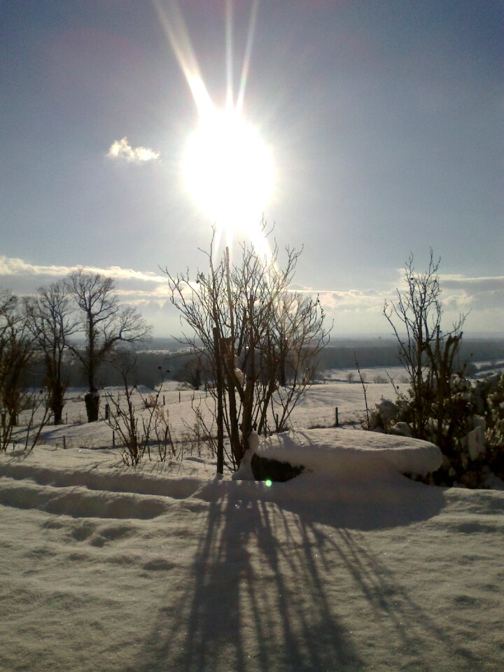 Nature white trees