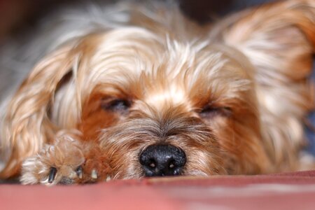 Pet animal portrait photo