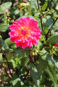 Summer pink garden