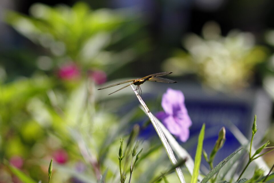 Garden nature
