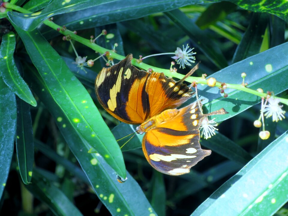 Butterfly insect mainau island
