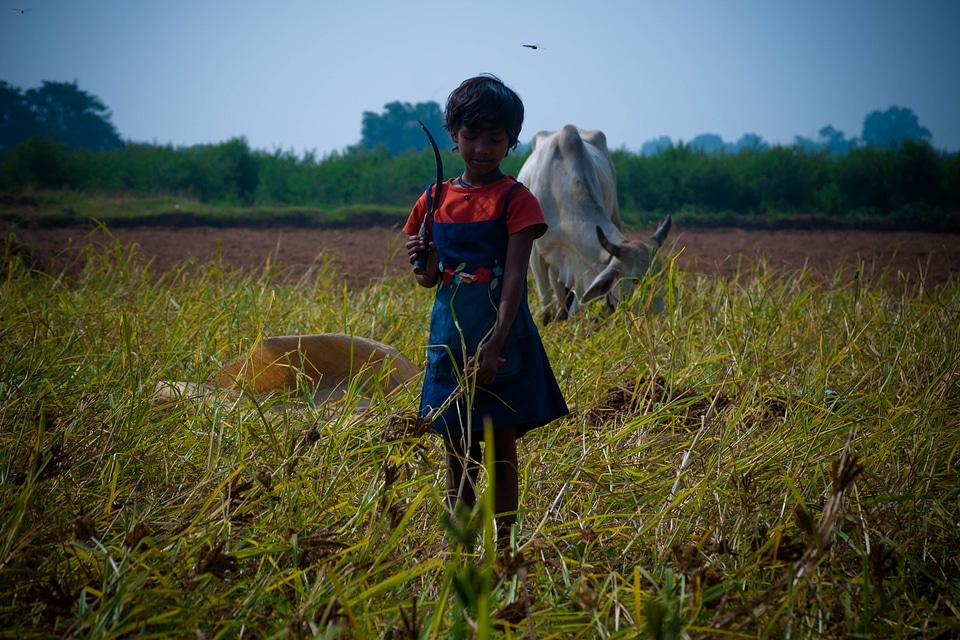 Cutting the grass child childhood
