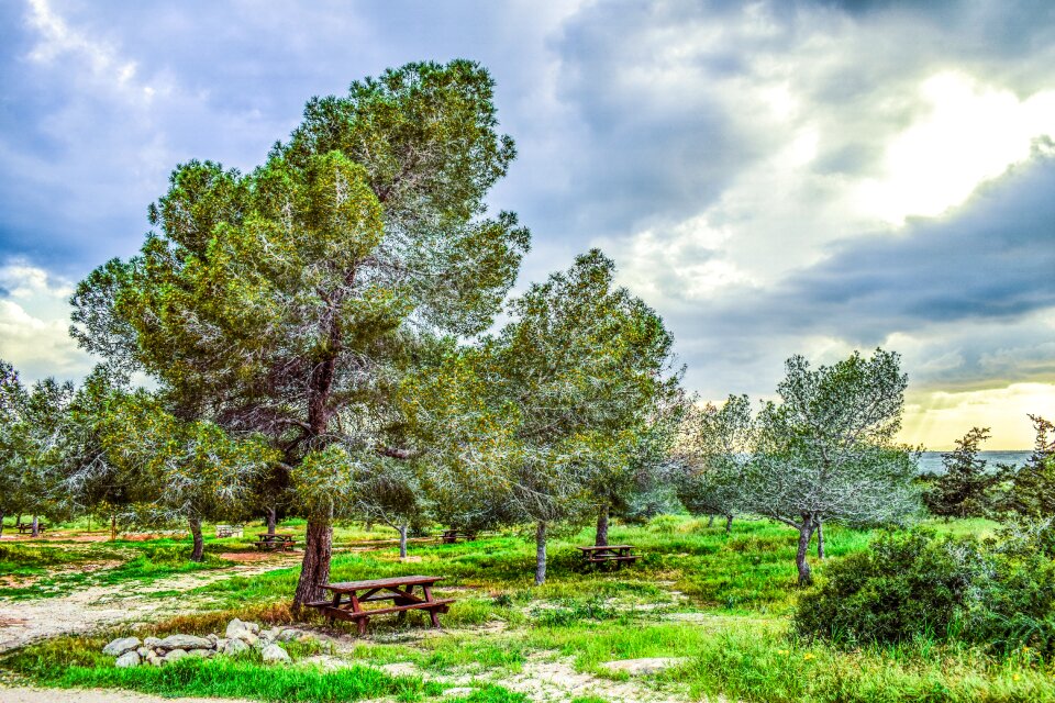 Forest landscape coppice