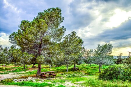 Forest landscape coppice