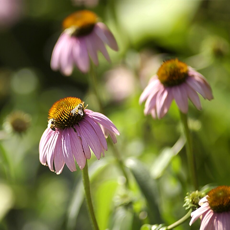 Garden flowers pollinate