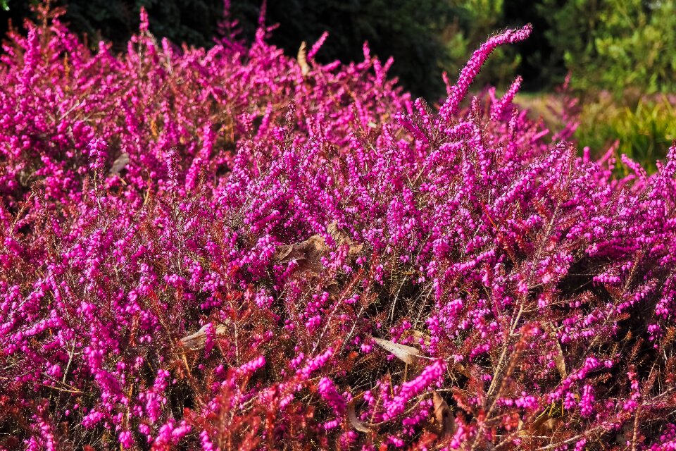Heathland flowers landscape