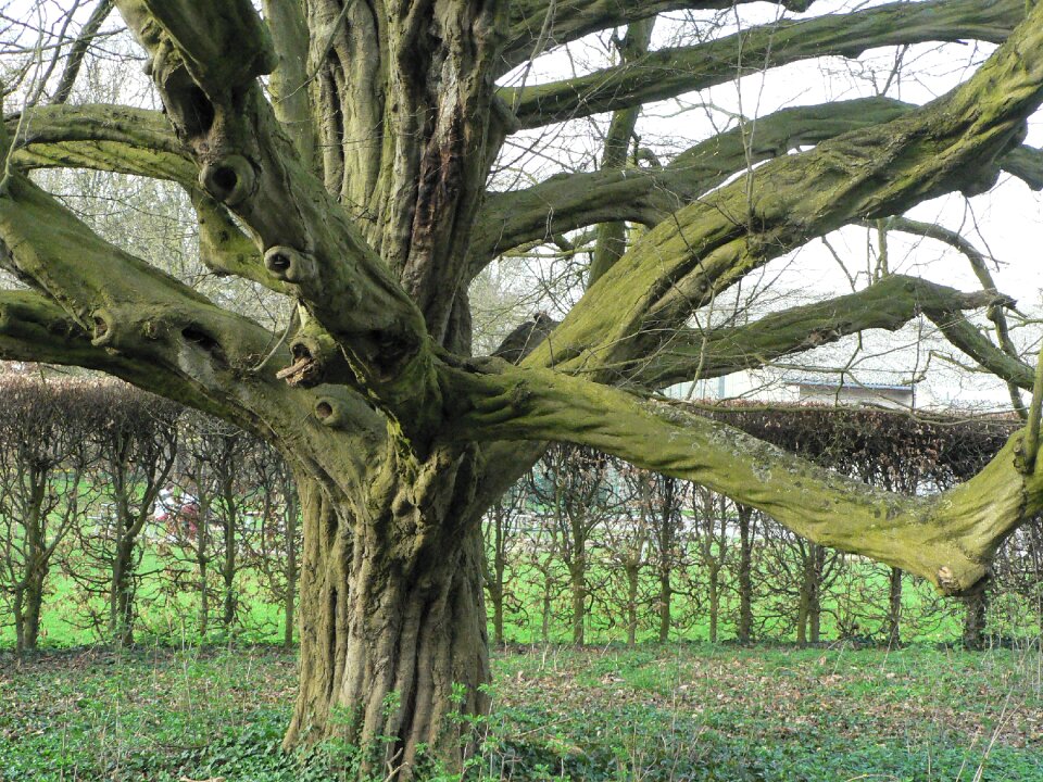 Branches tree nature