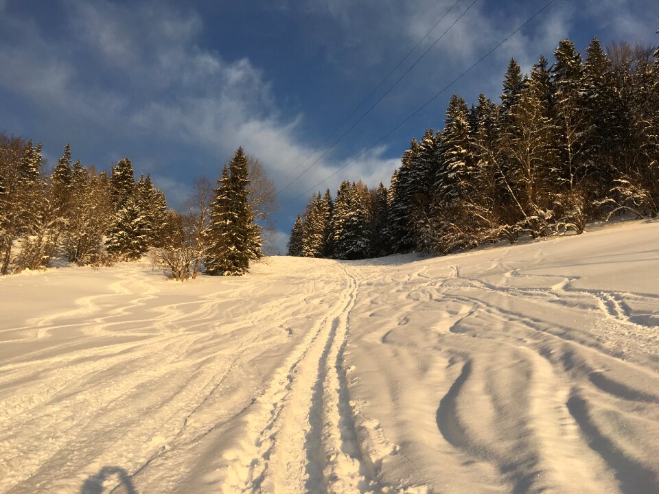 Mountains liezen spruce