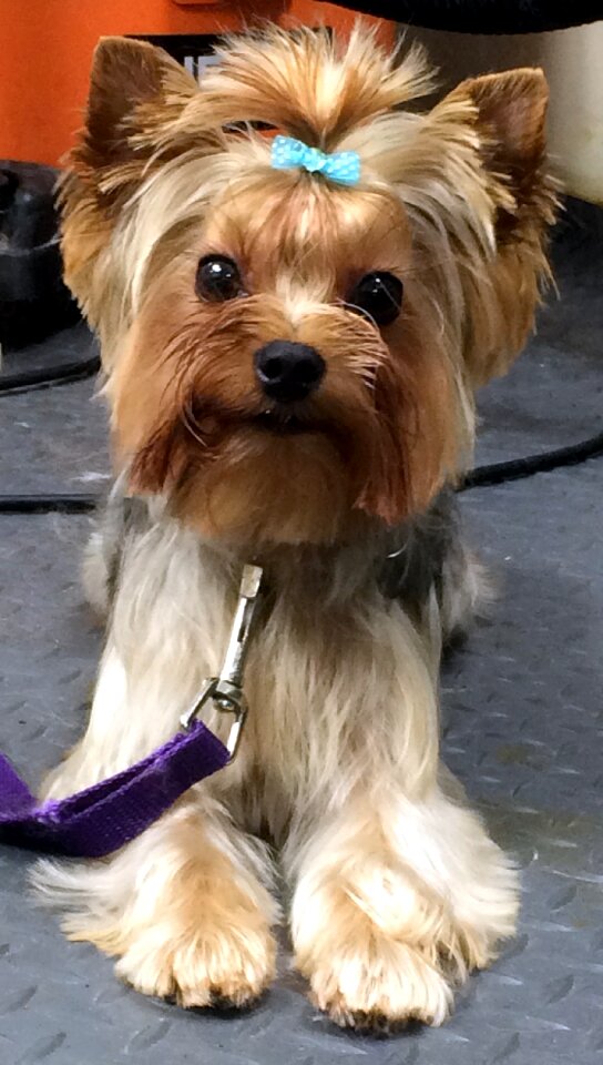 Dog yorkshire animal