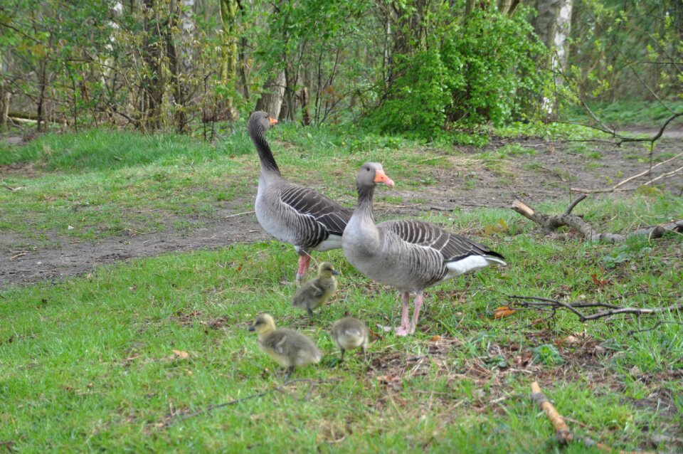Family spring chicks