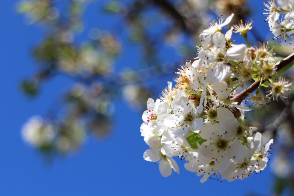 Blue day cherry trees