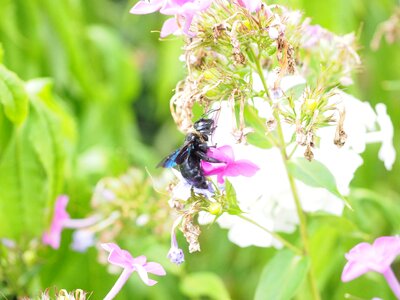 Xylocopa violacea bien carpenter bee photo