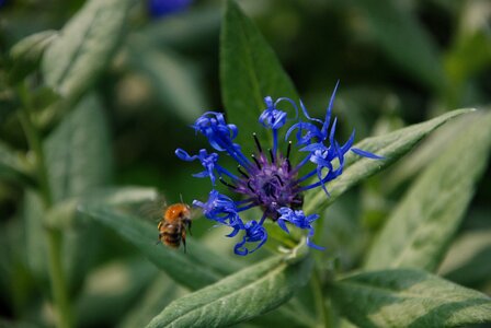 Macro nature plant photo