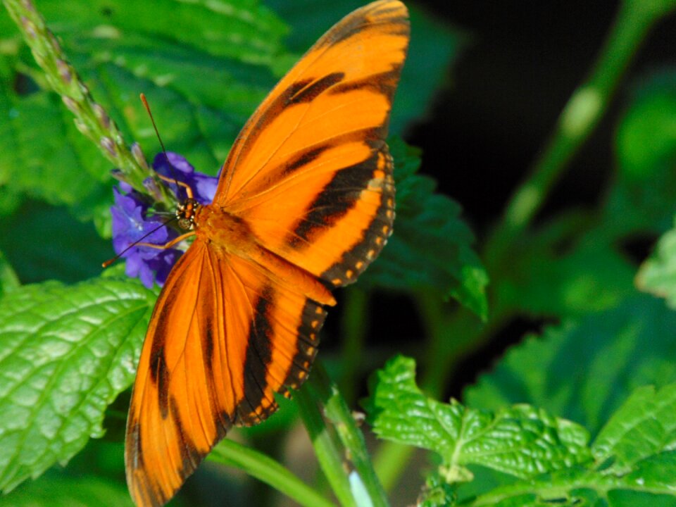 Green brightly colored wings