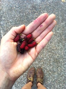 Hand fruit mulberry