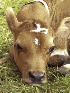 Cute cattle cow photo