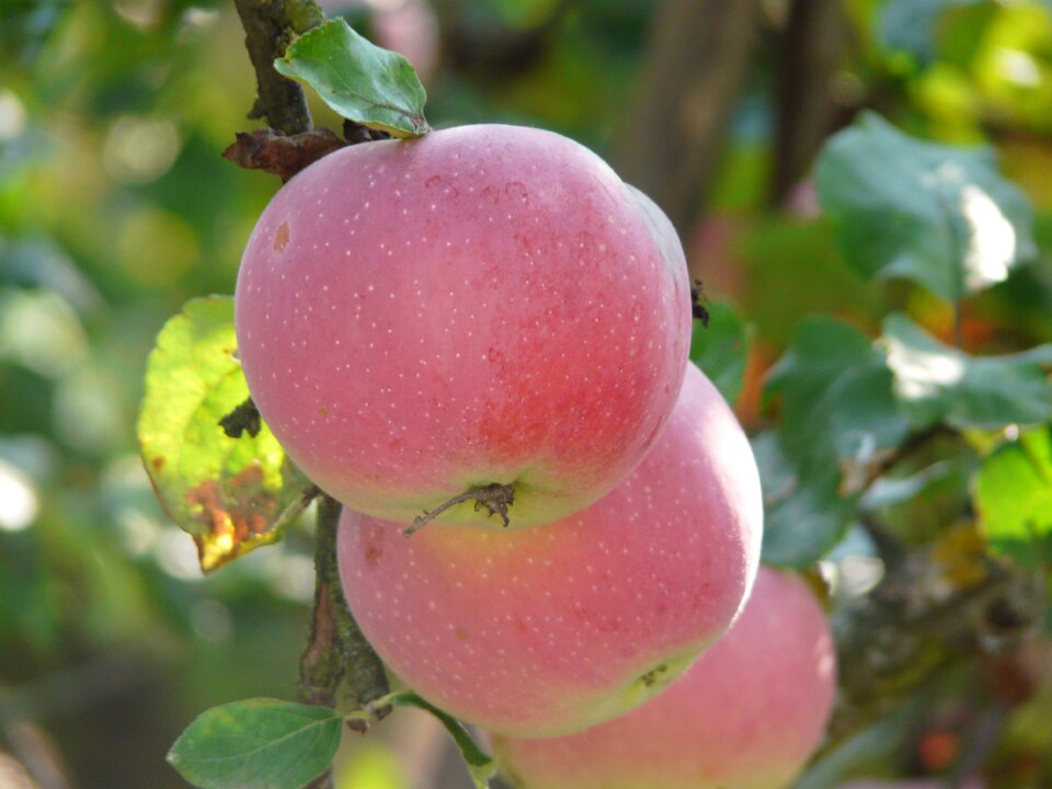 Garden apples fruit