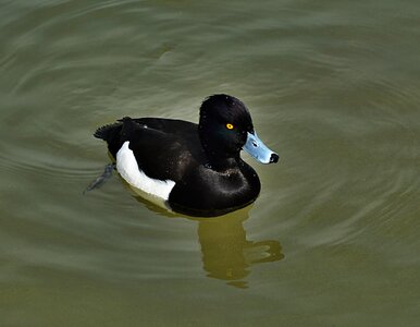 Black lake waterfowl