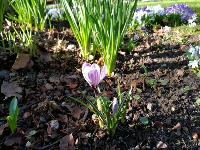 Purple white garden photo