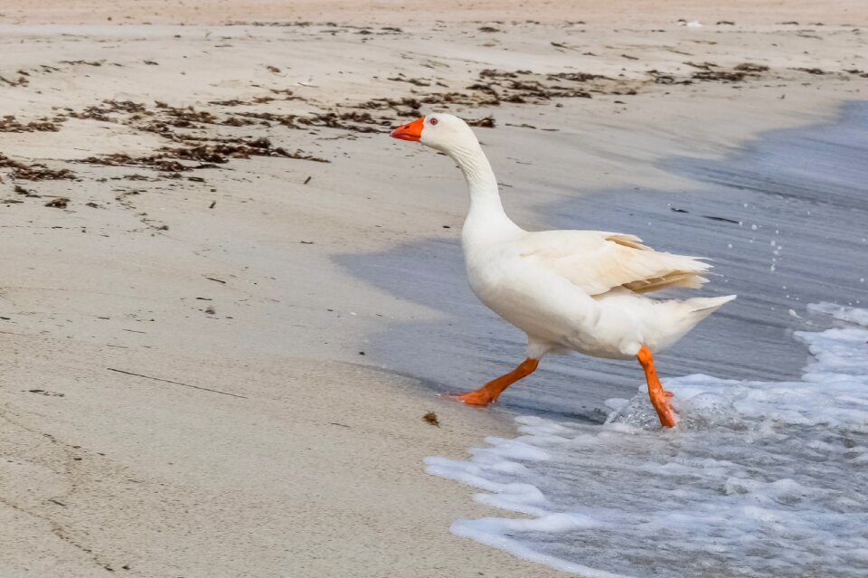 Bird animal nature