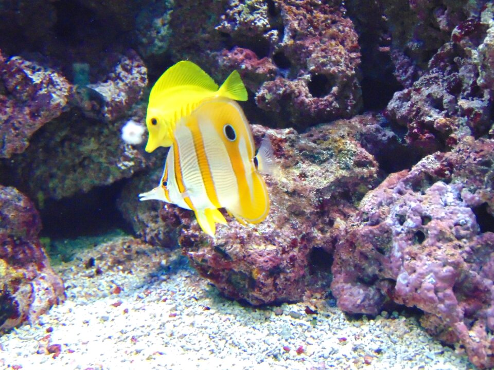 Aquarium ocean nature