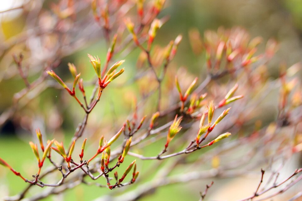 Wood nature spring