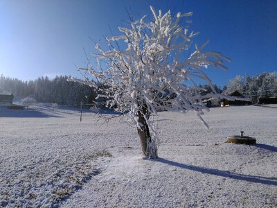 Wintry trees snow photo