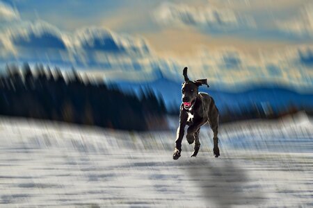 Snow running pinheiro