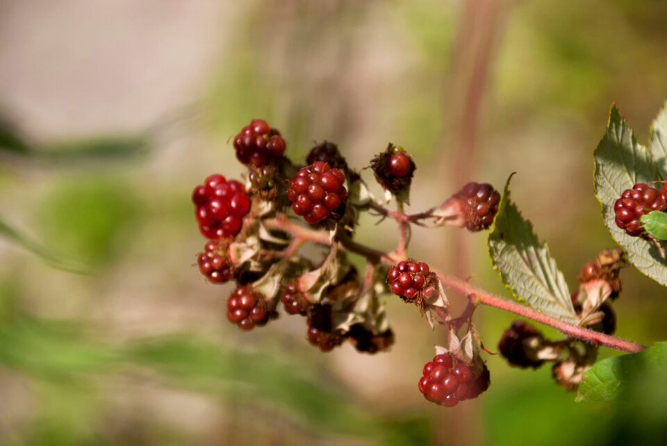 Fruit shrub nature