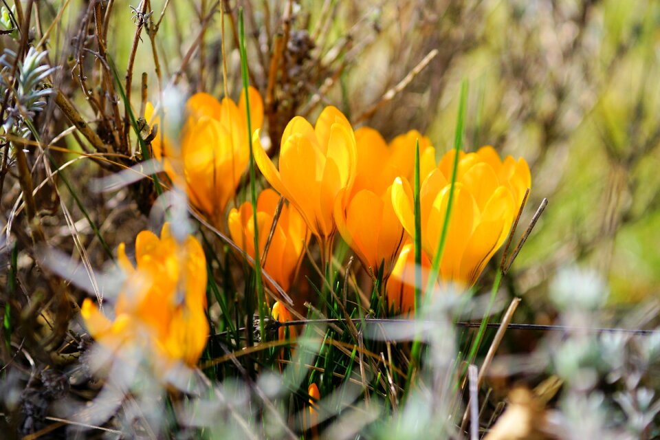 Spring flower blossom bloom