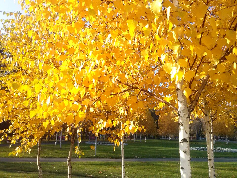 Yellow november colorful