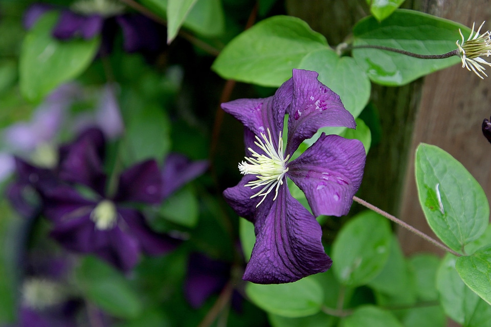 Purple violet summer