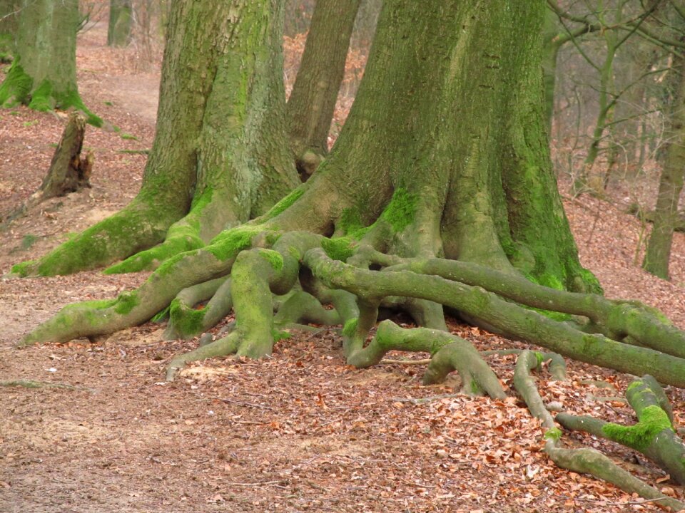 Old forest old root