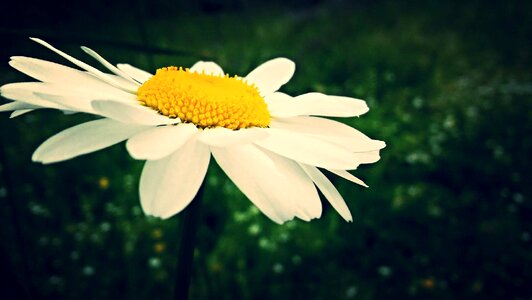 Flower white yellow photo
