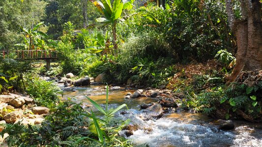 View nature brook photo