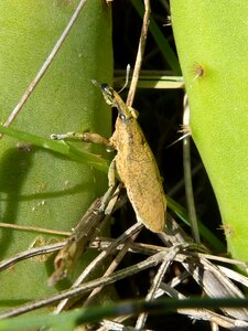 Morrut of them malves shovels prickly pear cactus