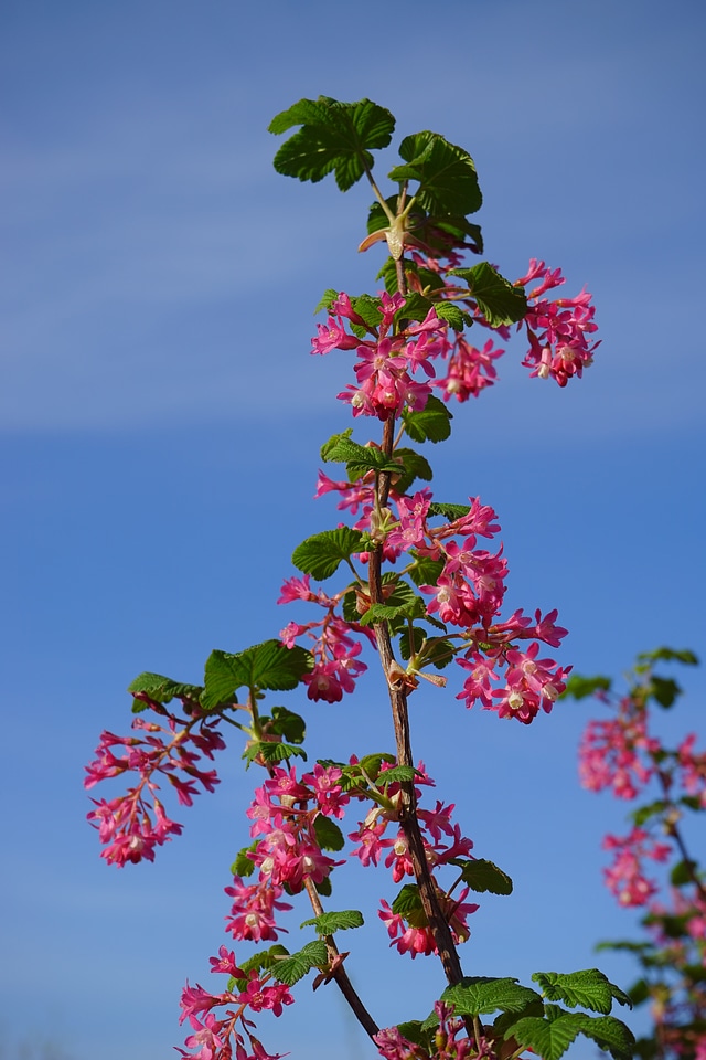Red ribes sanguineum currants
