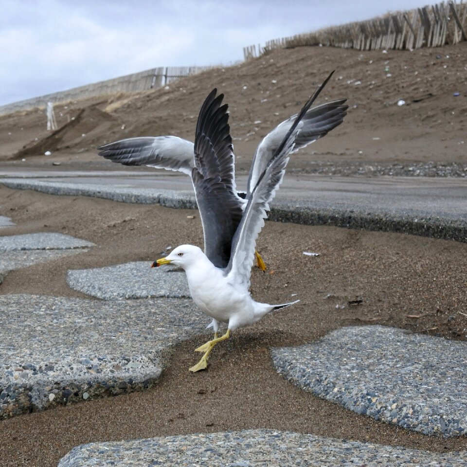 Promenade sea gull seagull