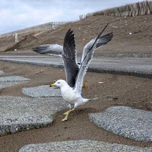 Promenade sea gull seagull