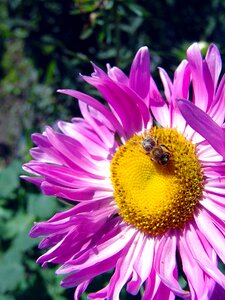 Nature insect plant