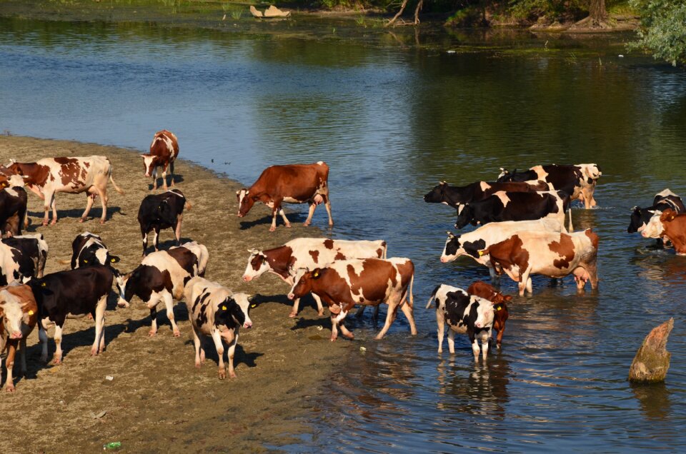 Beef nature domestic