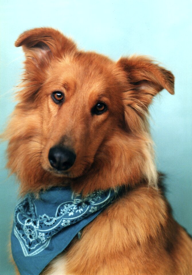 Pet canine bandana