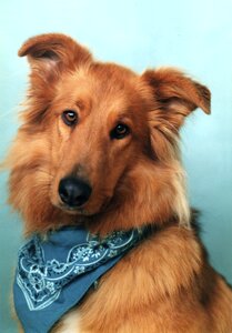 Pet canine bandana photo