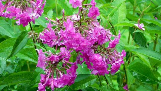 Dacha flowers village