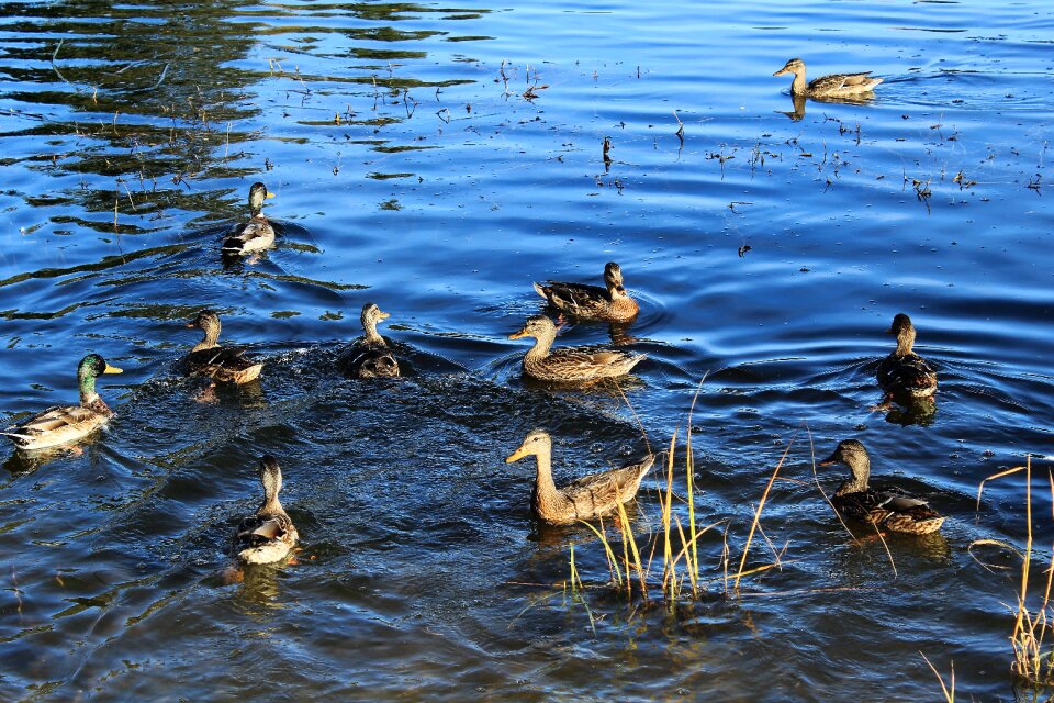 Lake bright ripple
