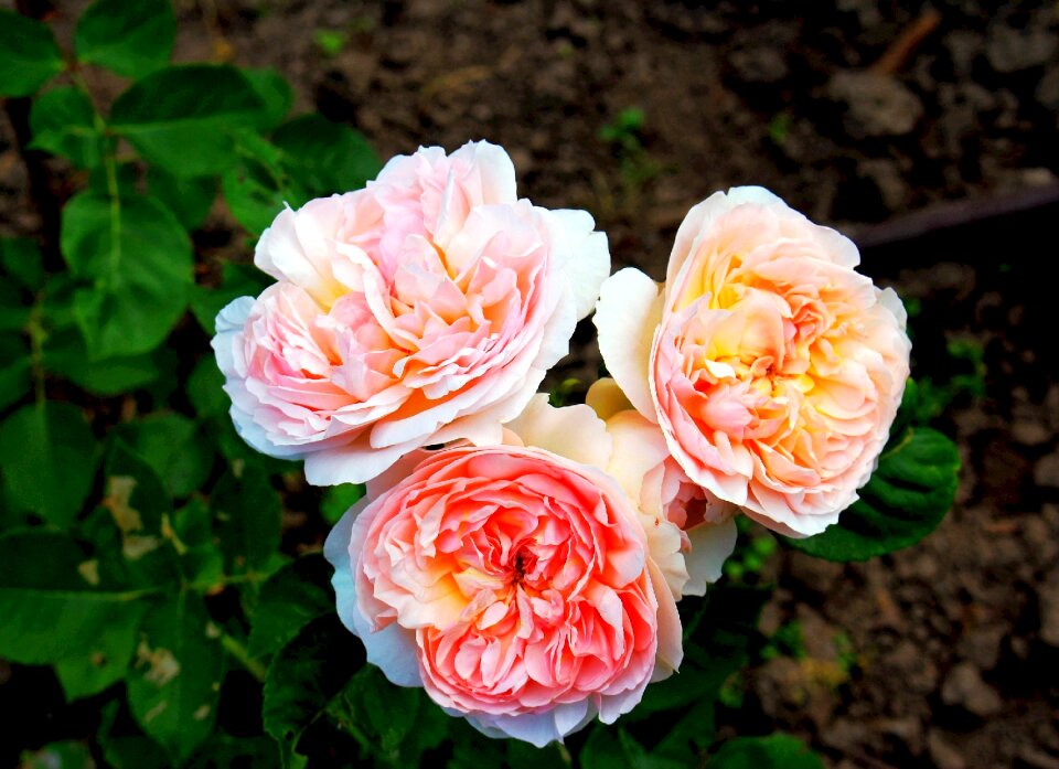 Garden flowers ornamental plants summer