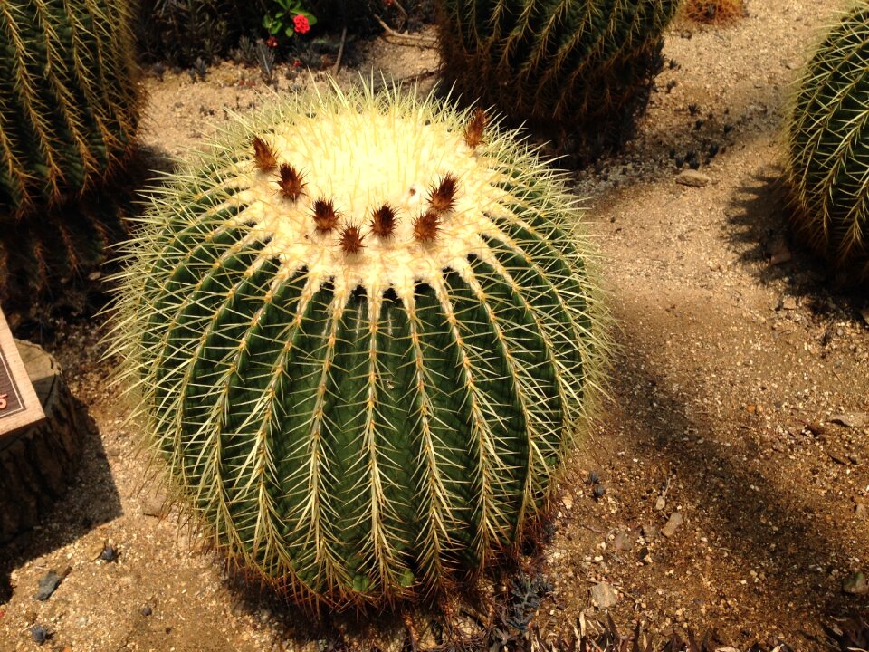 Succulents arboretum green