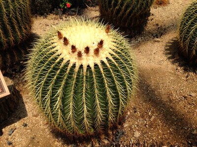 Succulents arboretum green